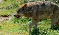 El lobo busca en Galicia h�bitats formados por mosaicos vegetales para ocultarse del hombre.