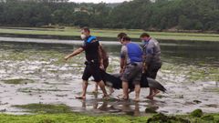 Cuatro delfines quedaron varados hace una semana debajo del puente de la autov�a en Tarago�a