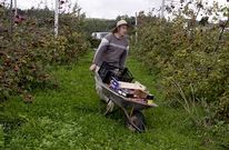 Henrique Puentes Novo en su plantaci�n de manzanos en Land�n, en la parroquia de Mosteiro. 