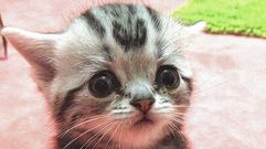 Luhu, el gato m�s triste del mundo