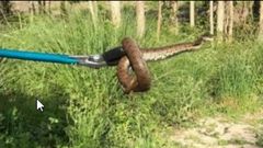 Una de las �ltimas serpientes retiradas por la Patrulla Verde en la zona de Fe�ns y Novo Mesoiro era un culebra de collar, totalmente inofensiva. Su nombre se debe a que las cr�as presentan una mancha amarilla y negra en el cuello que desaparecen en la edad adulta. 