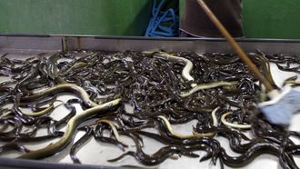 Foto de archivo de anguilas en la lonja de Arcade, donde se venden la mayoría de las que se pescan en Galicia