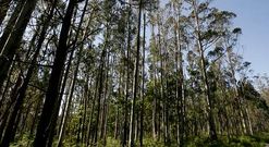 El mercado de la madera de pino y de eucalipto est� operando con distinto signo.