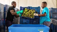 Vendimiadores de la cooperativa Eidosela depositan los racimos recogidos en cajas para su tratamiento.