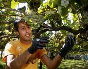 El grueso de la vendimia de R�as Baixas llegar� a su fin a mediados de esta semana. 