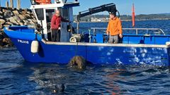 Dieciocho buceadores peinaron los fondos marinos de Vilanova para sacar basura