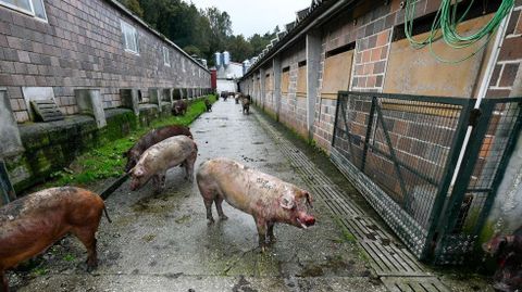Pocos ejemplares sobrevivieron y los que lo hicieron, tienen quemaduras visibles