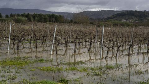 Vista de un vi�edo de Ver�n inundado tras las �ltimas borrascas.