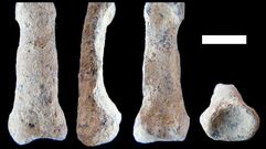 Varias falanges recuperadas en Tanzania. 