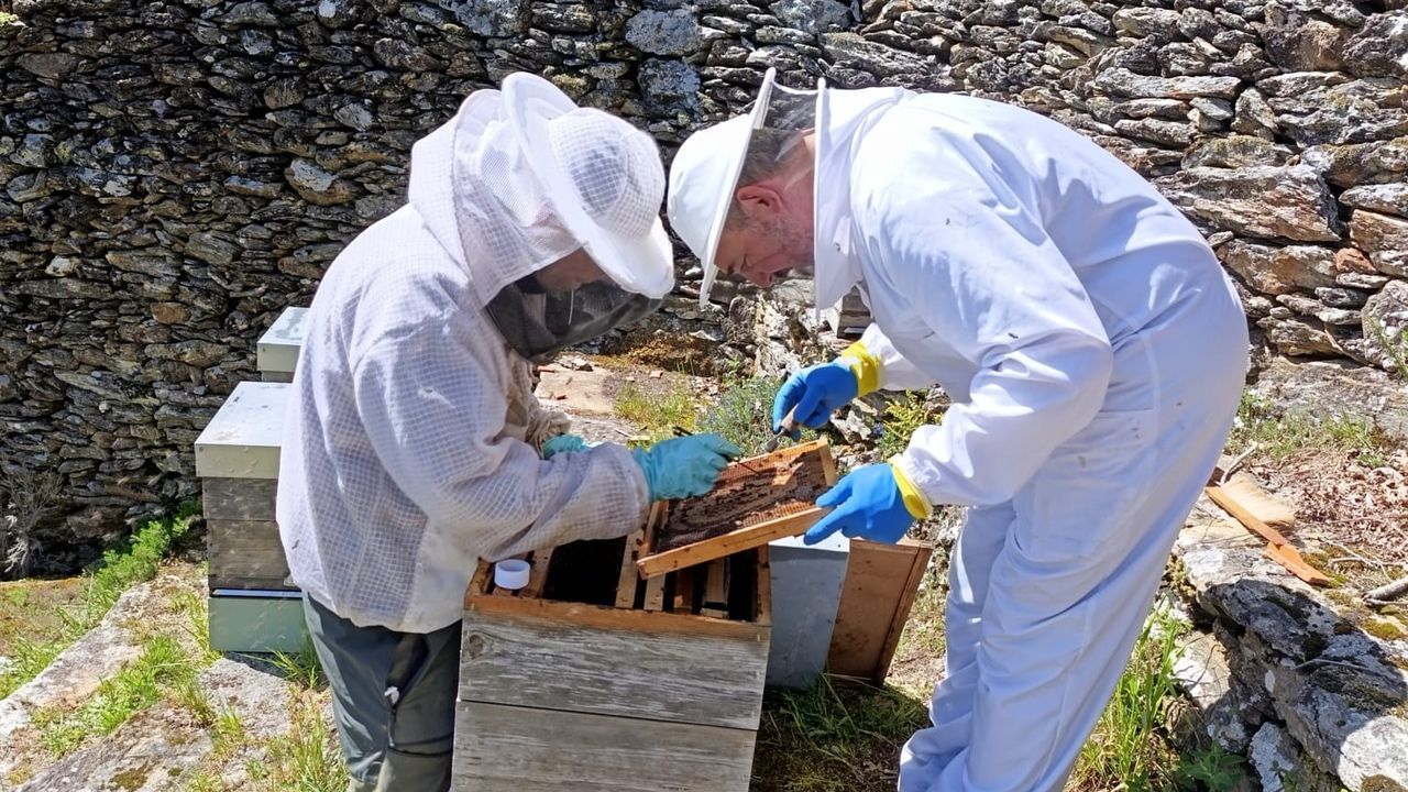 Investigan un linaje de abejas gallega resistente a la varroa
