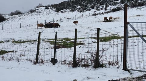 Ganado en el monte en Campelo, en A Lama