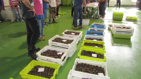 Imagen de archivo de una subasta de percebe en Puerto de Vega