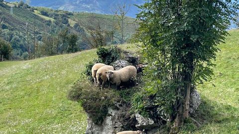 Ganado ovino
