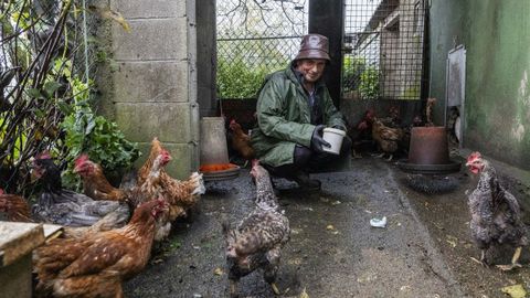 Gallinas encerradas en Vimianzo