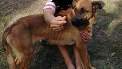 La perra fam�lica que apareci� en A Pobra do Broll�n