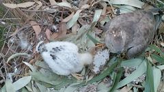 Un abejero alimentando a su cr�a con un panal de velutina