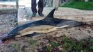 Imagen de un delf�n que muri� varado entre las piedras en la costa asturiana.Imagen de un delf�n que muri� varado entre las piedras en la costa asturiana