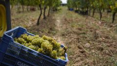 Vendimia de variedades de uva blanca en Monterrei