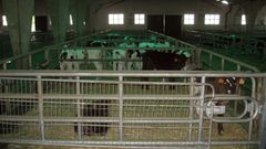 Terneros de recr�a en el mercado de Castro de Ribeiras de Lea, que lleva meses con poca actividad