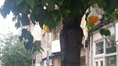 Trampas en las moreras de la avenida de Oza