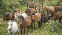 Vimianzo se prepara para su Rapa das Bestas: �mira el �lbum!