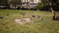 Chequeo a los parques p�blicos de Ourense