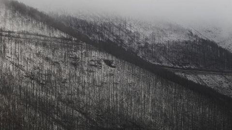 El blanco de la nieve se mezcla estos das con el negro del incendio que este verano quem la mitad de la Serra do Courel. En la foto, una plantacin de pinos carbonizada cerca de la aldea de Vilar (Folgoso do Courel)