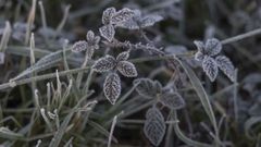 Las temperaturas m�nimas negativas formar�n heladas generalizadas a partir de este domingo