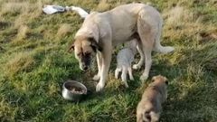 Un corderito hu�rfano adoptado por una mastina