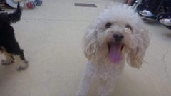 Benito, el caniche de Laura, muri� de un disparo a bocajarro el domingo