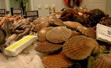 Las vieiras es uno de los mariscos m�s controlados en �pocas navide�as.