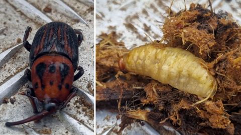 Individuo adulto y larva de picudo rojo retirados de una palmera talada en el callej�n de la Estacada en noviembre de 2021