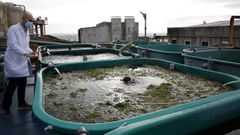 Imagen de archivo del cl�ster de la acuicultura de Couso