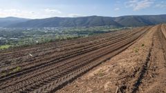 Imagen de una nueva plantaci�n de vi�edo tomada en la zona de Quiroga durante esta primavera