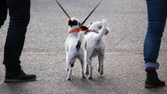 Dos perros cruzan sus correas en un paseo junto a sus due&ntilde;os.