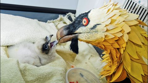 Fotografa facilitada por la Fundacin para la Conservacin del Quebrantahuesos (FCQ) de seuelos con pollos de quebrantahuesos. (Foto de archivo). Sesenta aos despus de su desaparicin de la cordillera cantbrica, el quebrantahuesos, un buitre en peligro de extincin, afianza su recuperacin en los Picos de Europa con una unidad reproductora consolidada y la suelta rcord de 7 ejemplares, antes de que finalice el mes de julio