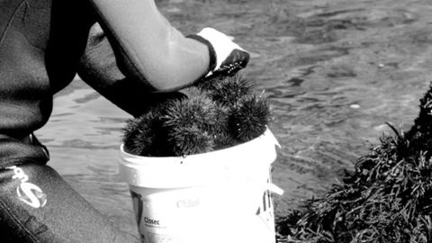 Captura del oricio en Asturias