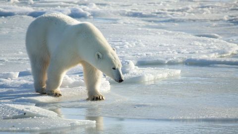 Oso polar en la bah�a de Hudson (Canad�).