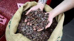 Seleccin de cacao para elaborar los chocolates de la firma Maison Duplanteur, en Grasse (Francia).