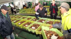 Y despu�s de varios d�as de mal tiempo, por fin lleg� la volandeira a la lonja de Rianxo.