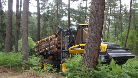 Corta de madera en un monte del municipio de Mazaricos