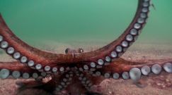 Los pulpos can�bales de las C�es