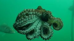 Un pulpo y un choco, entre los �ltimos visitantes del visor submarino de Bouzas en Vigo