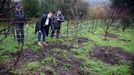 Vecinos de Miñortos en A Telleira denuncian constantes ataques de jabalíes.