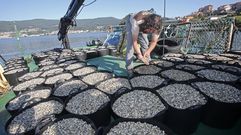 As� lucen 4 millones de almejas a bordo de un barco