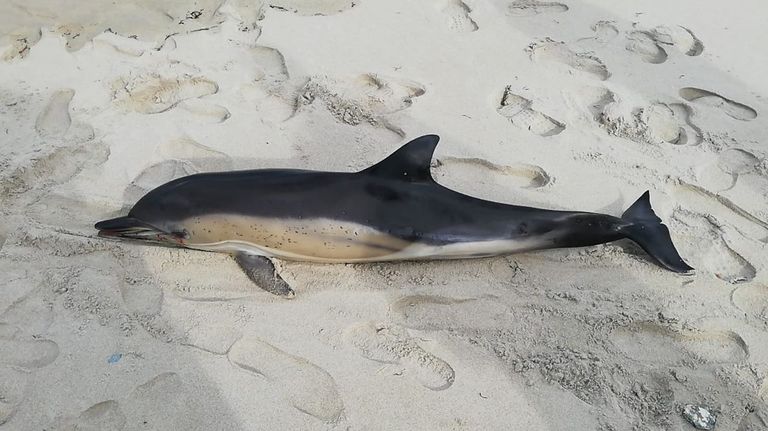Delf�n en Fontela (Barreiros) aparecido el 9 de febrero de 2025