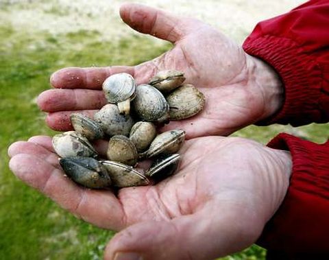 El marisco extra�do ayer en O Bote, en Vilanova, demuestra el mal estado del recurso.