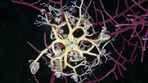 El ejemplar vivo de �Astrospartus mediterraneus�, un equinodermo�localizado en la r�a de Arousa