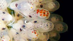 Puesta de una hembra de pulpo en la r�a de Vigo