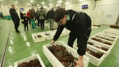 Subasta de centolla en Burela